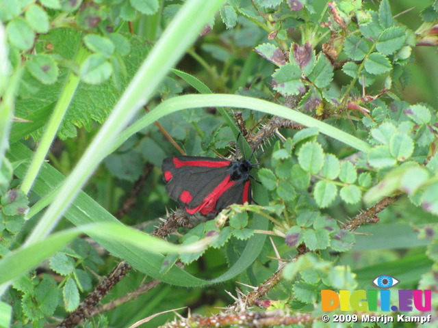 SX06829 The Cinnabar butterfly (Tyria jacobaeae)